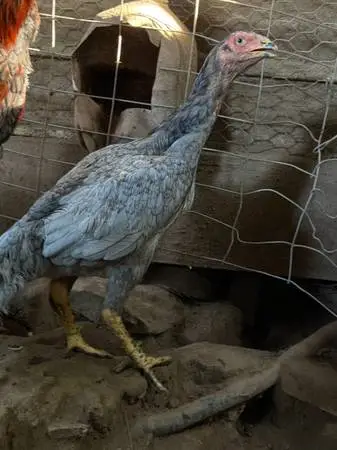 Thai rooster and hen