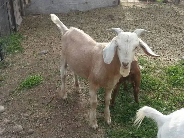 BOER/ NUBIAN BUCK