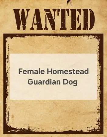 Wanted Female Livestock Guardian Dog