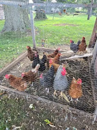 Chickens