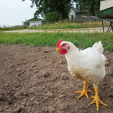 Pastured Poultry / Home Raised Chicken
