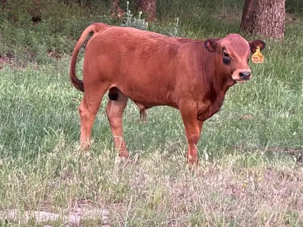 Red Tarentaise bull prospects