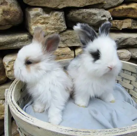 *Rare Colors* Pedigreed English Angora Rabbits