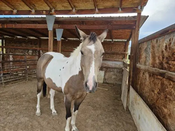 Quarterhorse Mare 14 hands 11years old