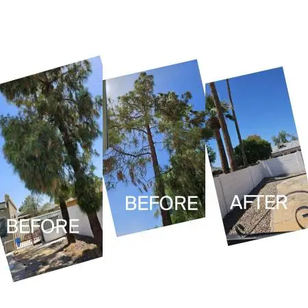 PINE TREE REMOVAL, TRIMMING, PALO VERDE TREE, MESQUITE, PALM