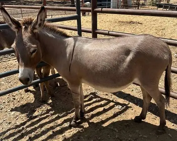 Miniature jenny donkey