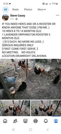 Laying Hens.   Chickens.