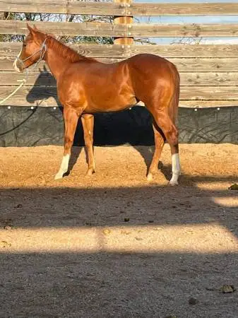 Quarter horse