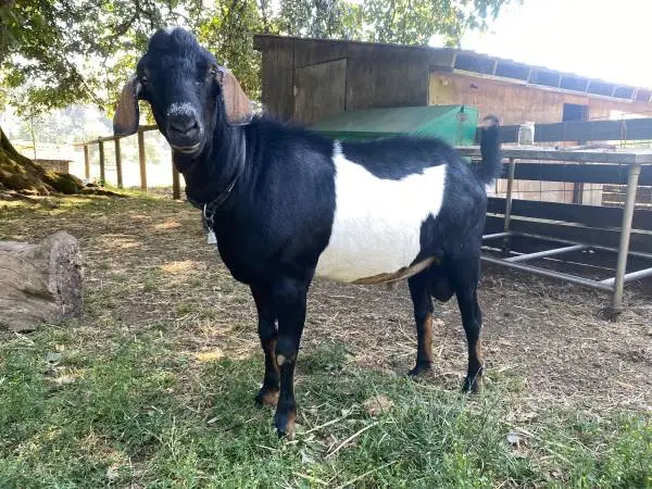 Mini Nubian Goat Buck (registered) & Kid: for Sale, Stud or Swap