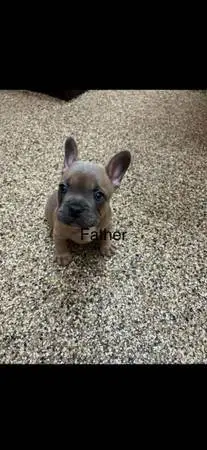 Beautiful Shih Tzu × French Bulldog Mix Puppies pet dog