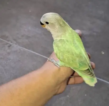 Lovebirds, Emerald Lovebird for Handfeeding (video)
