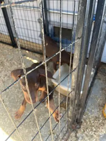 Red Doberman