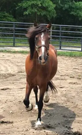 Friendly Mustang/Hackney Pony Gelding