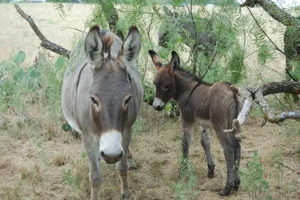 MINI DONKEY JACK, 4 days old