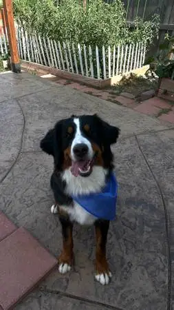 Bernes mountain Dog
