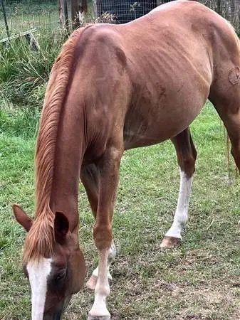 Gelding horse