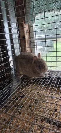 Netherland dwarf doe
