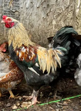 Forest Egger Roosters!