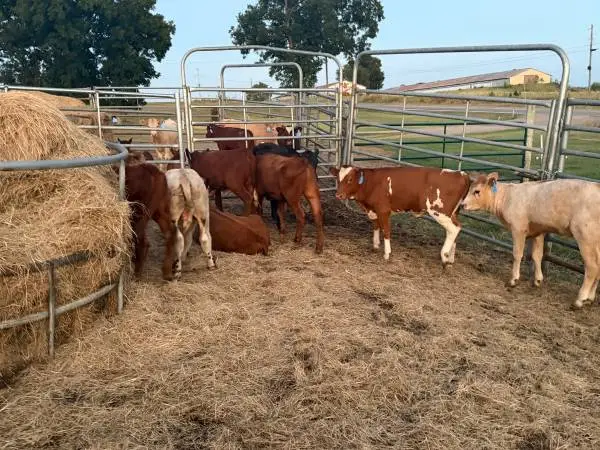 Ropers and Mixed Beef Calves! Delivery Available