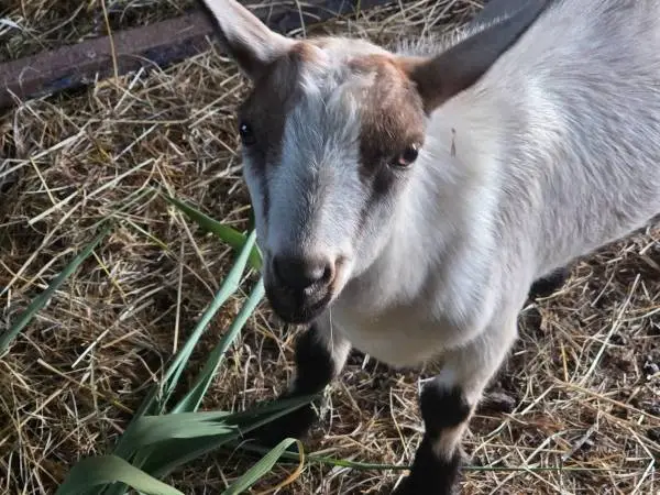 Nigerian Dwarf Whether