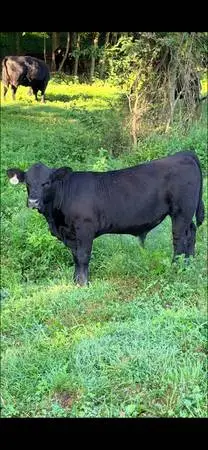 Sim Angus Heifers & Bull