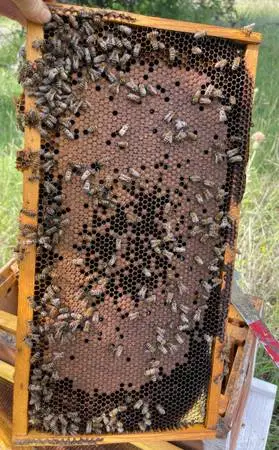 Honeybees — Ag Exemption — Raw Honey **Local and Ready