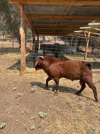 Full boar goat for sell