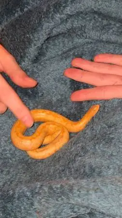 Skippie the Kenyan Sand Boa