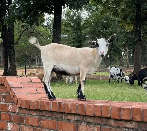 Polled Nigerian Dwarf Doe Kids