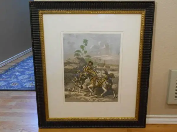 Zebra Print & Frame by F. Specht
