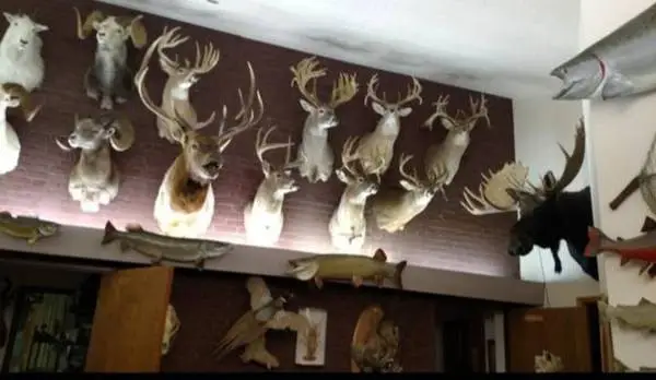 looking for taxidermy mounts antlers deer heads etc