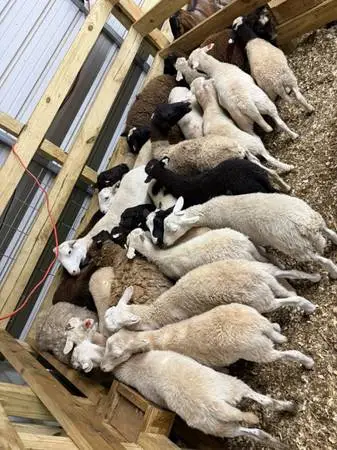 Goats and sheep iso