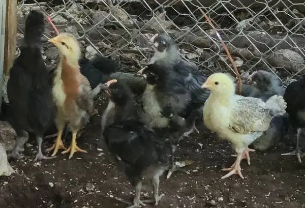 Green and Brown Layer Chicks