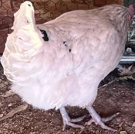 Zombie Splash Ameraucana Hen