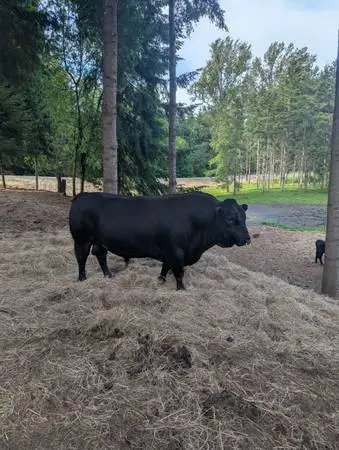 Registered Dexter Bull for Sale