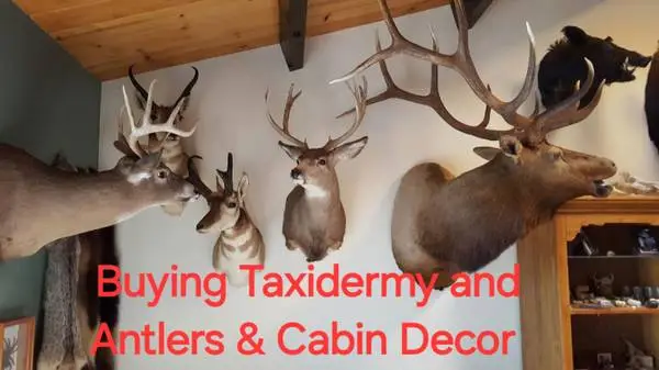 looking for taxidermy mounts deer elk moose caribou fox fish buffalo