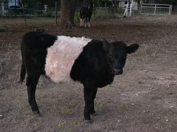 Belted Galloways Cow