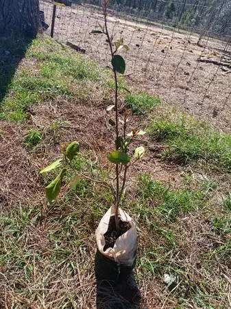 Elaeagnus plants