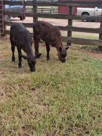 Heifers