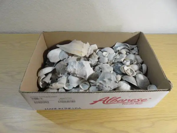 Sea Shells