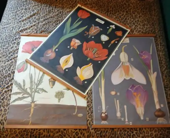 3 Vintage-Inspired BOTANICAL WALL HANGINGS, POSTERS. BEAUTIFUL!