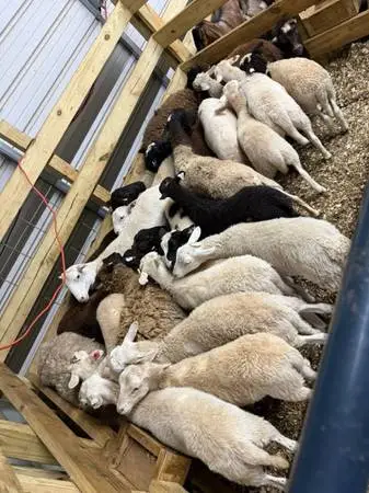 Iso goats and sheep