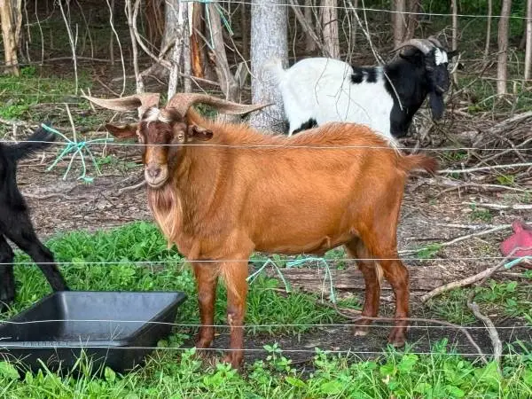 Goats goats iso sheep