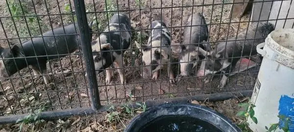 Pigs for sale