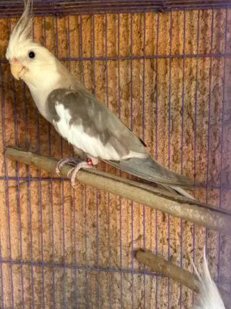 Macho cacatua