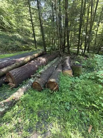 Need someone with a chainsaw