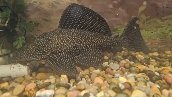 Large 12 Sailfin Plecostimus freshwater fish