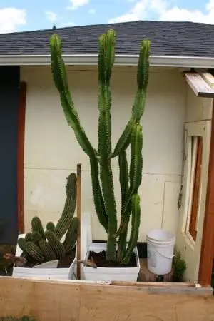Cactus Plant