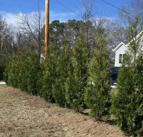 HETZI WINTERGREEN ARBORVITAE 9-10’