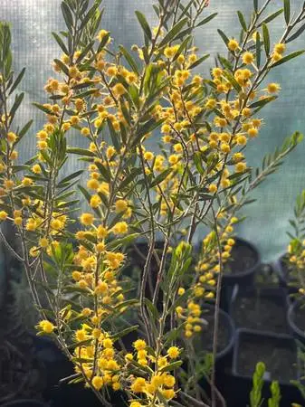 Australian Plants: Acacia & Eucalyptus trees/shrubs